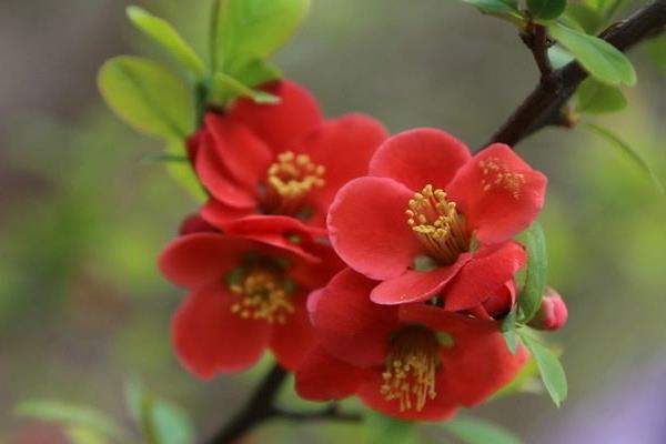 家庭養(yǎng)海棠花好嗎 海棠花對風(fēng)水的作用