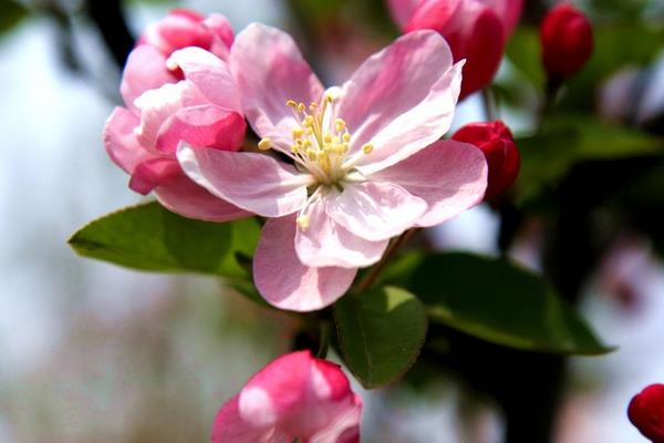 家庭養(yǎng)海棠花好嗎 海棠花對風(fēng)水的作用