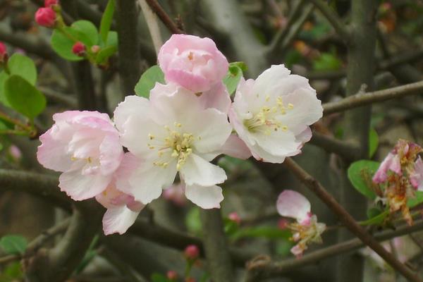家庭養(yǎng)海棠花好嗎 海棠花對風(fēng)水的作用