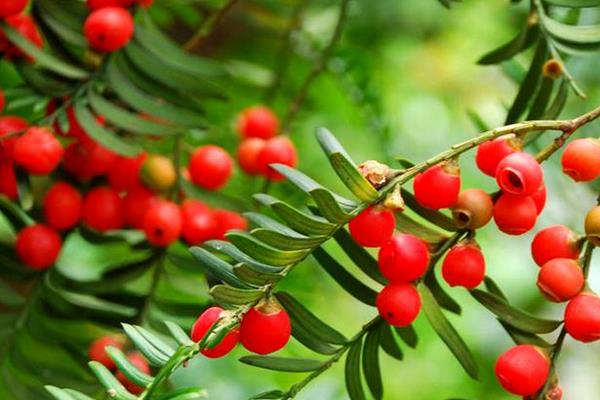 曼地亞紅豆杉和南方紅豆杉的區別是什么（哪個好）  水杉和紅豆杉的區別