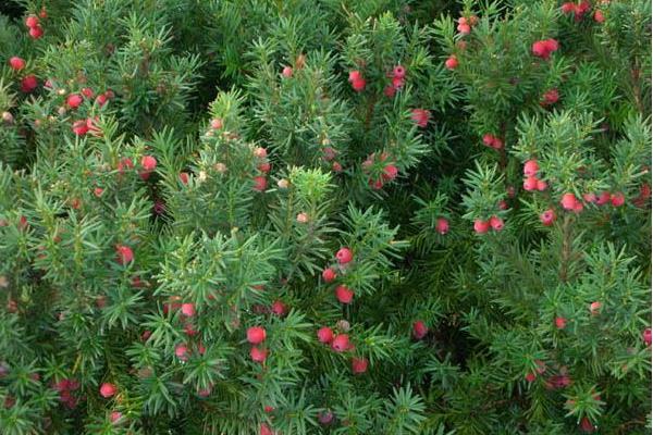 曼地亞紅豆杉盆景市場價格多少錢一盆  曼地亞紅豆杉怎么養