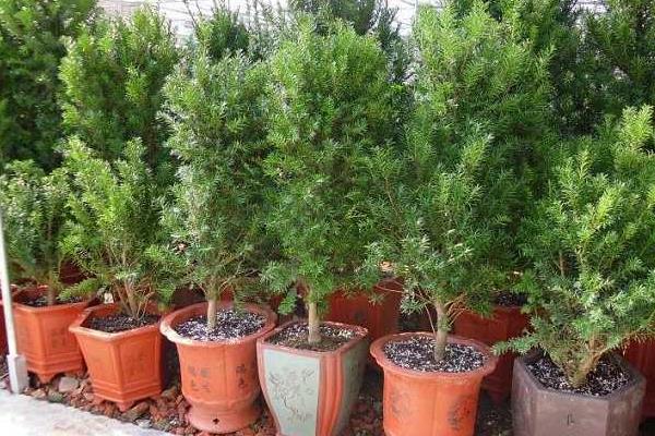 曼地亞紅豆杉盆景市場價格多少錢一盆 曼地亞紅豆杉怎么養