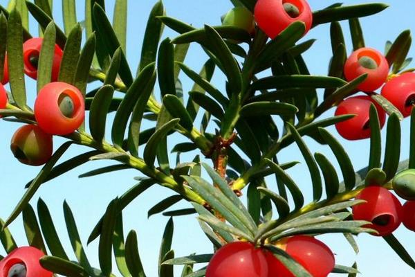 曼地亞紅豆杉盆景市場價格多少錢一盆 曼地亞紅豆杉怎么養