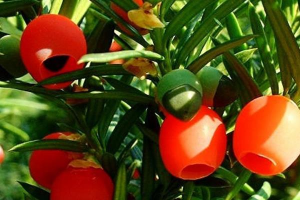 曼地亞紅豆杉盆景市場價格多少錢一盆 曼地亞紅豆杉怎么養