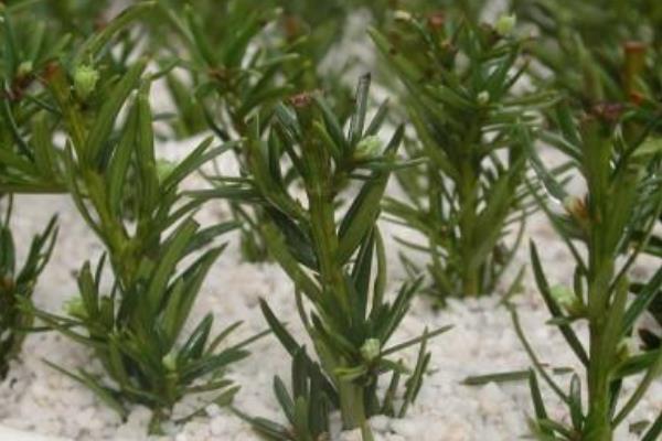 曼地亞紅豆杉盆景市場價格多少錢一盆 曼地亞紅豆杉怎么養