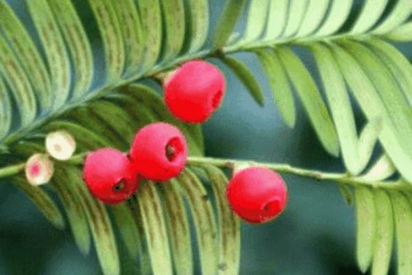 曼地亞紅豆杉盆景市場價格多少錢一盆 曼地亞紅豆杉怎么養