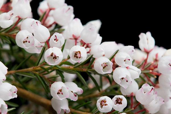 盆栽歐石楠怎么養(yǎng) 歐石楠養(yǎng)殖方法與注意事項(xiàng)