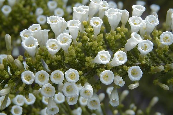 盆栽歐石楠怎么養 歐石楠養殖方法與注意事項