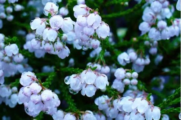 盆栽歐石楠怎么養 歐石楠養殖方法與注意事項