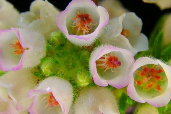 盆栽歐石楠怎么養 歐石楠養殖方法與注意事項