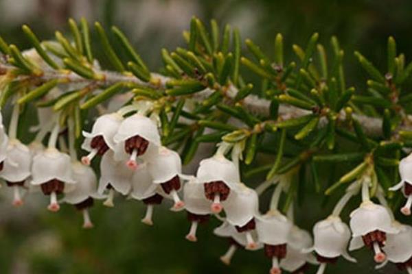 盆栽歐石楠怎么養 歐石楠養殖方法與注意事項