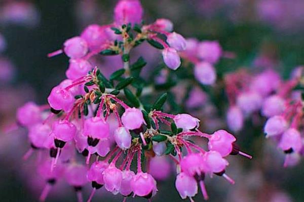 盆栽歐石楠怎么養 歐石楠養殖方法與注意事項