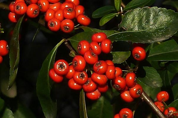 朱砂根盆栽怎么澆水（多久澆一次）  朱砂根的四季養(yǎng)護(hù)