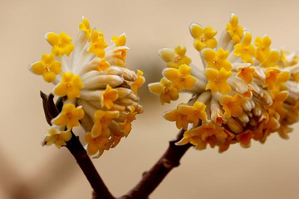 結(jié)香花與綠蘿花的區(qū)別是什么  結(jié)香花有什么用