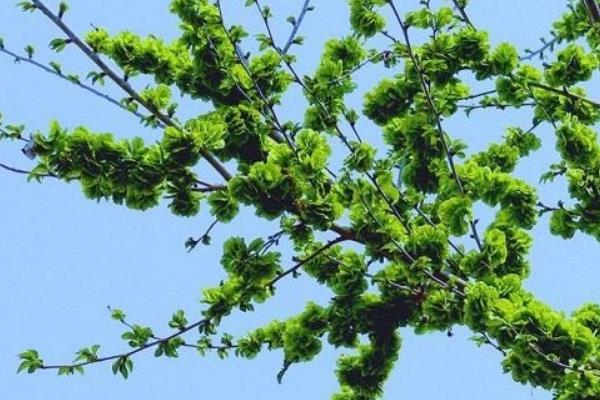 榆樹圖片大全 榆樹功效與作用