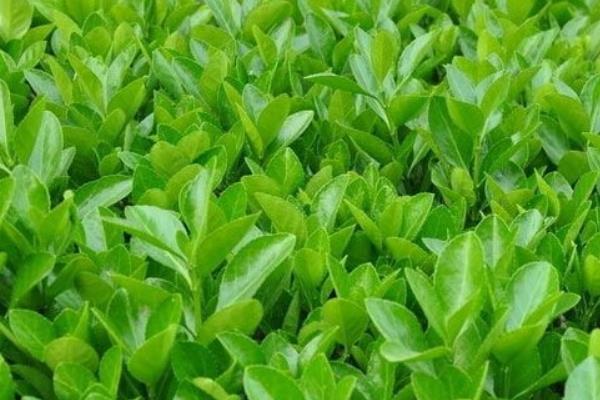 冬青樹怎么種 冬青樹種植方法與注意事項