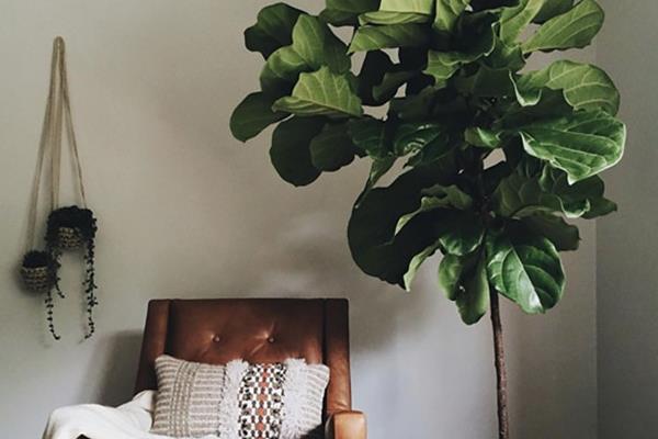 琴葉榕市場價格多少錢一盆 琴葉榕為什么賣的貴