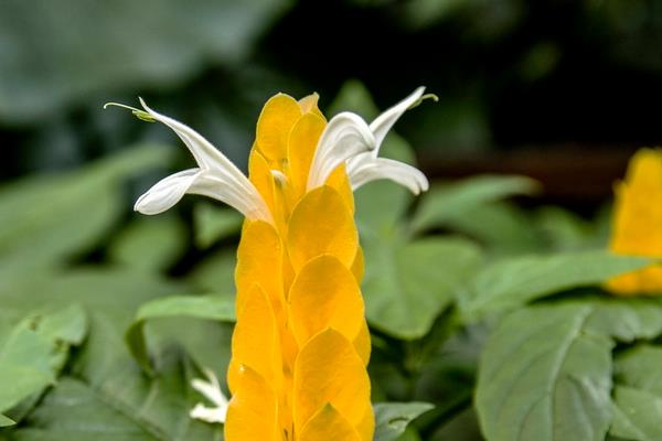 金苞花怎么修剪枝葉 金苞花繁殖方法