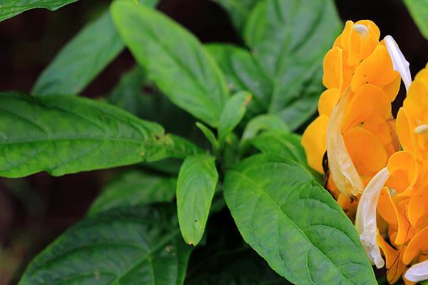 金苞花怎么修剪枝葉 金苞花繁殖方法