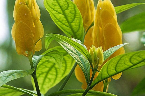 金苞花怎么修剪枝葉 金苞花繁殖方法