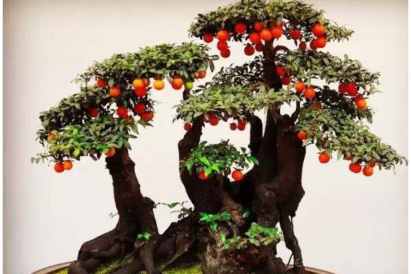 金彈子盆景怎么制作 盆景金彈子怎么造型好看