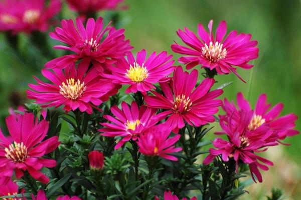 荷蘭菊有毒嗎 荷蘭菊能放在室內(nèi)臥室嗎