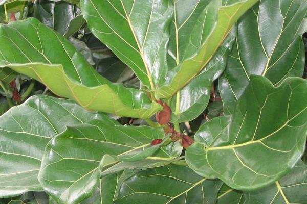 琴葉榕市場價格多少錢一盆 琴葉榕為什么賣的貴