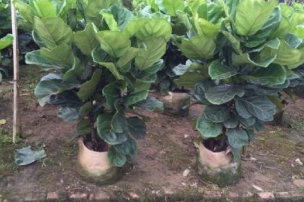 琴葉榕市場價格多少錢一盆 琴葉榕為什么賣的貴