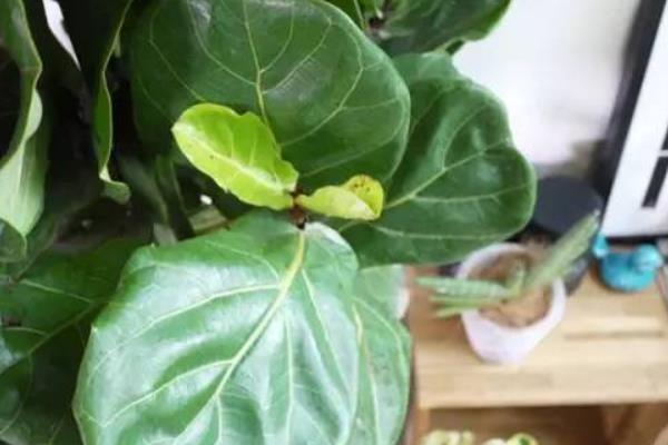 琴葉榕市場價格多少錢一盆 琴葉榕為什么賣的貴