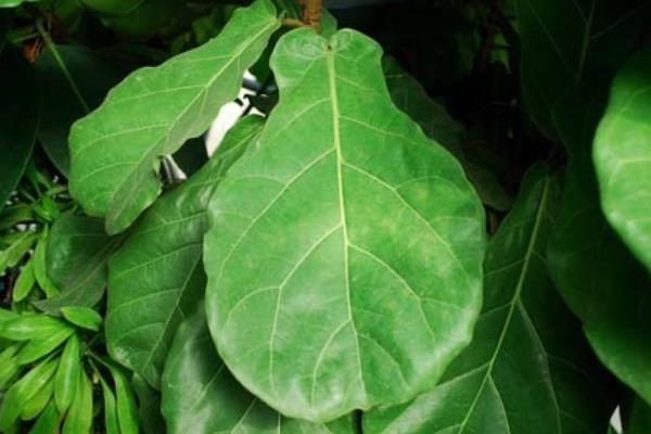 琴葉榕市場價格多少錢一盆 琴葉榕為什么賣的貴