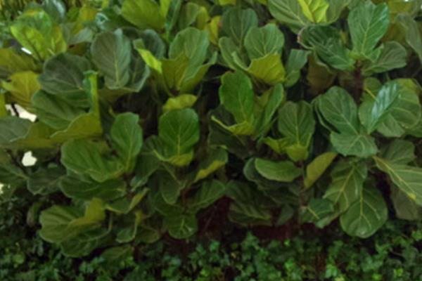 琴葉榕市場價格多少錢一盆 琴葉榕為什么賣的貴