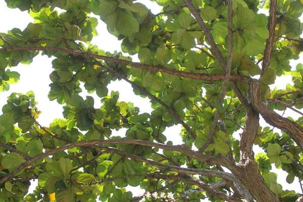 琴葉榕市場價格多少錢一盆 琴葉榕為什么賣的貴