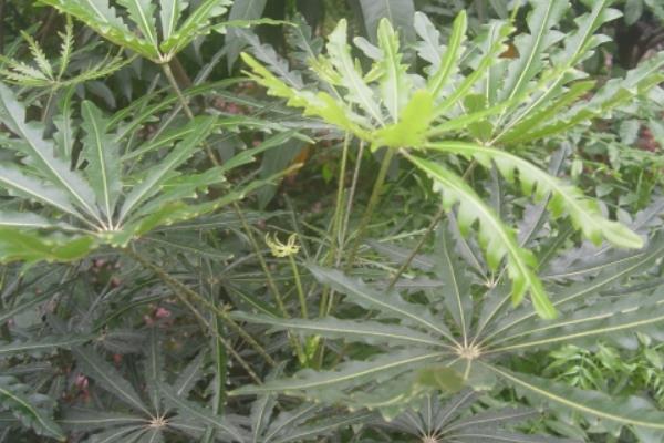 孔雀木怎么養(yǎng) 孔雀木養(yǎng)殖方法與注意事項(xiàng)