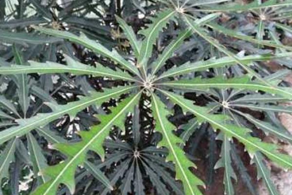 孔雀木怎么養(yǎng) 孔雀木養(yǎng)殖方法與注意事項(xiàng)