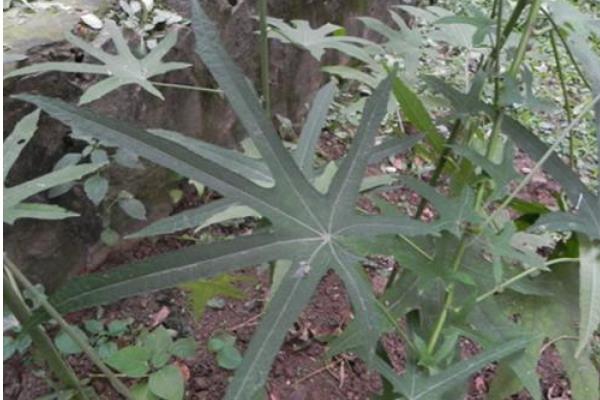 孔雀木怎么養(yǎng) 孔雀木養(yǎng)殖方法與注意事項(xiàng)