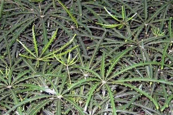 孔雀木怎么養(yǎng) 孔雀木養(yǎng)殖方法與注意事項(xiàng)