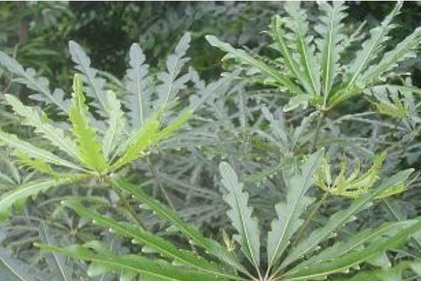 孔雀木怎么養(yǎng) 孔雀木養(yǎng)殖方法與注意事項(xiàng)