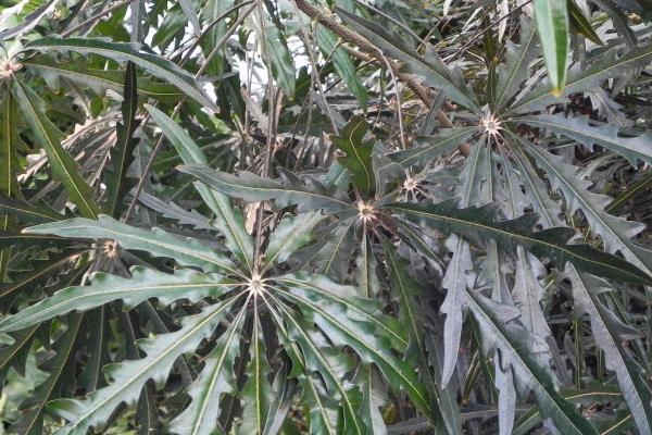 孔雀木怎么養(yǎng) 孔雀木養(yǎng)殖方法與注意事項(xiàng)