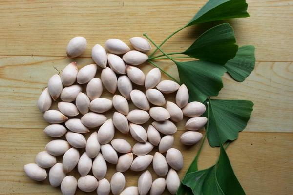 男人吃白果有什么好處 新鮮白果的食用方法