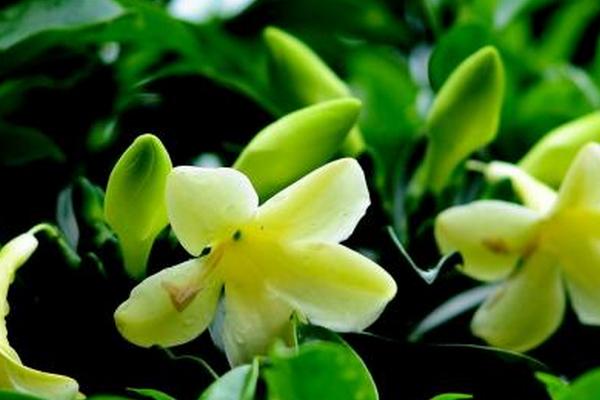 非洲茉莉圖片大全 非洲茉莉花語(yǔ)及寓意