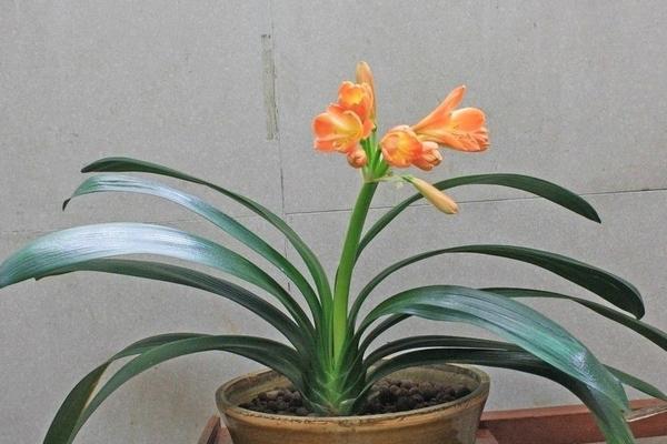 家里養君子蘭好嗎 養君子蘭對風水的作用（擺放位置）