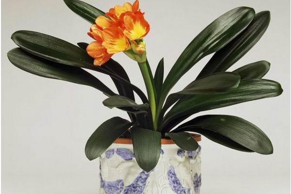 家里養君子蘭好嗎 養君子蘭對風水的作用（擺放位置）