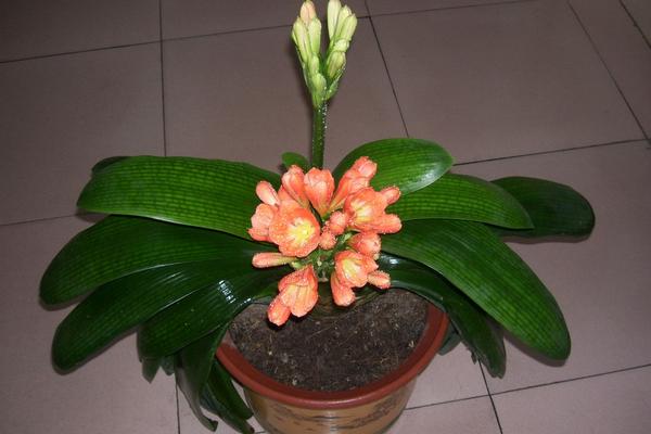 家里養君子蘭好嗎 養君子蘭對風水的作用（擺放位置）