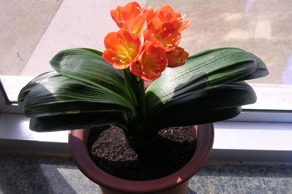 家里養君子蘭好嗎 養君子蘭對風水的作用（擺放位置）