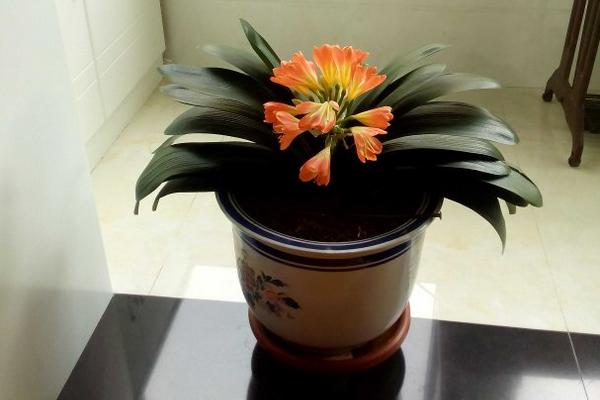 家里養君子蘭好嗎 養君子蘭對風水的作用（擺放位置）