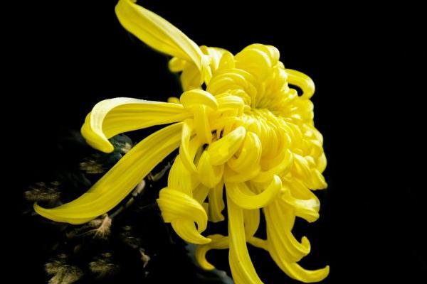 菊花可以吃嗎 哪種菊花的功效最好