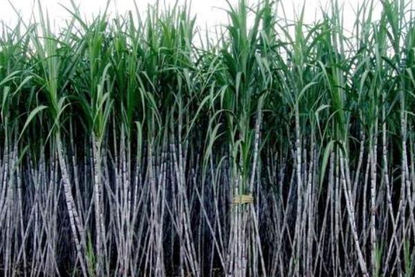 甘蔗的功效與作用及禁忌 甘蔗的營養(yǎng)價值