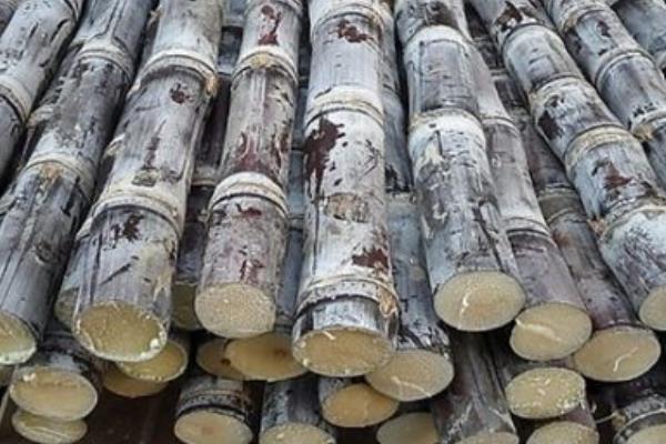 甘蔗市場價格多少錢一斤  甘蔗的功效和作用