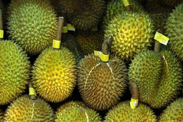 榴蓮和菠蘿蜜的區(qū)別是什么  榴蓮的營養(yǎng)價值