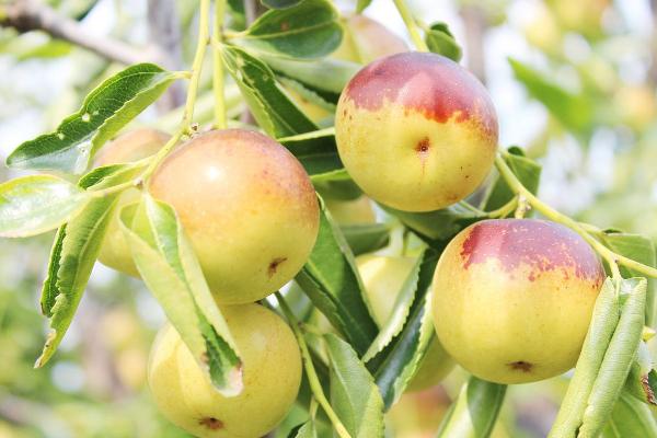 冬棗是紅棗嗎 冬棗和紅棗的區別是什么